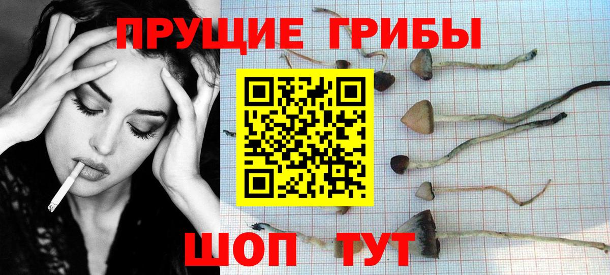 Галлюциногенные грибы Psilocybine cubensis  Вход с VPN  Ногинск 